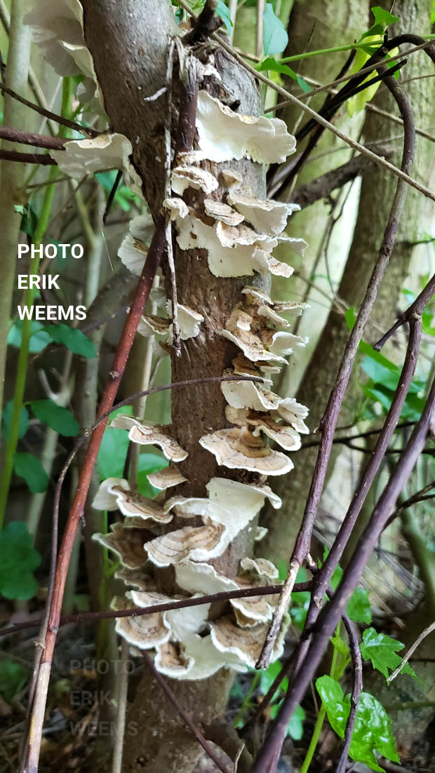 Tree fungus on tree in Chesterfield Virginia